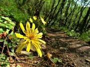 Mi son goduto la peonia dello Zucco e non solo ! – 23magg23 - FOTOGALLERY
